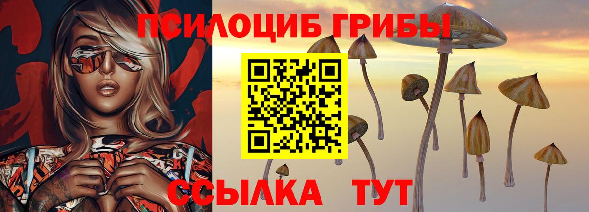 Галлюциногенные грибы Psilocybe Чебоксары